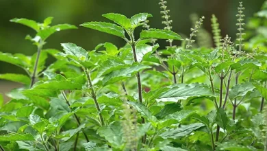 তুলসী পাতার উপকারিতা ও অপকারিতা